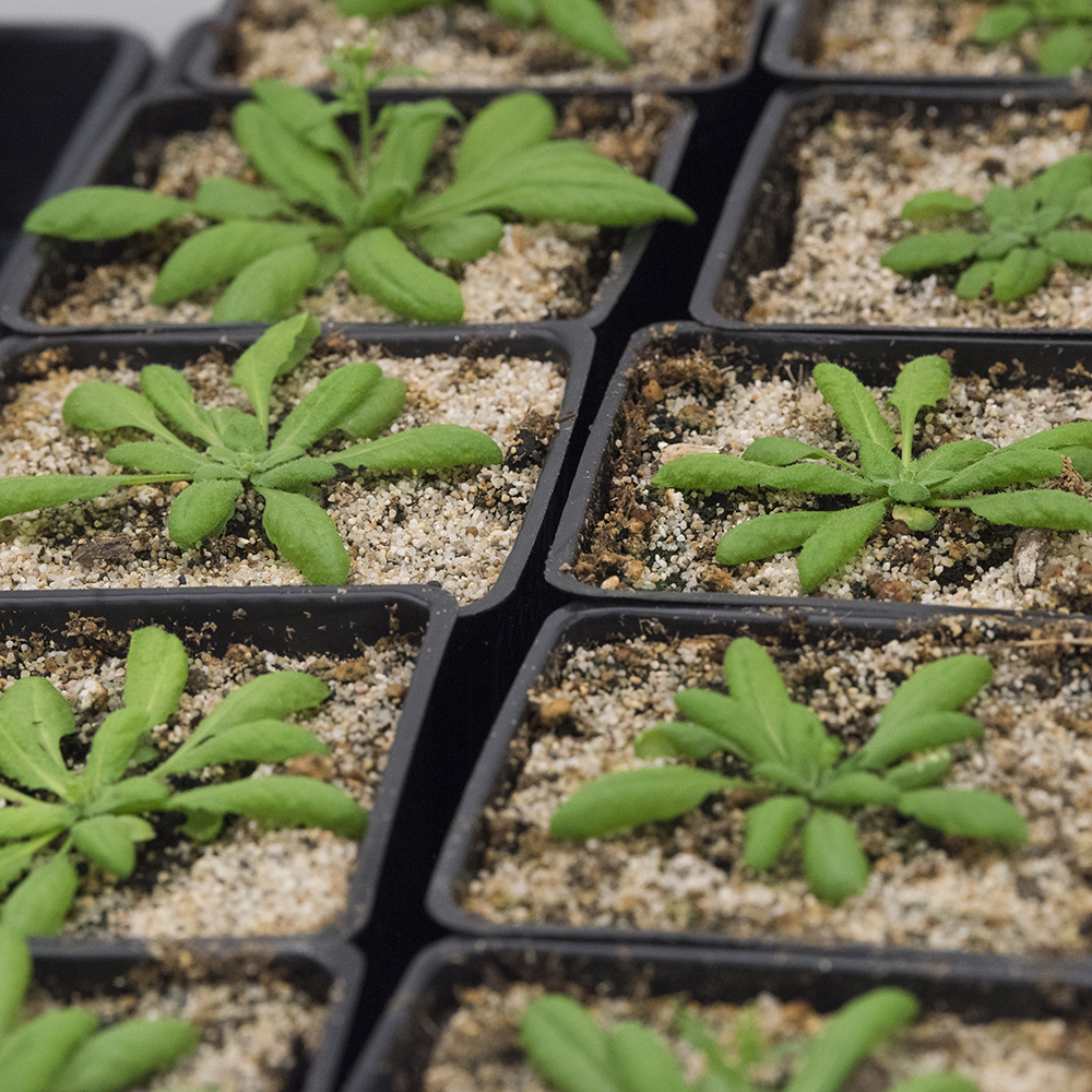 Tray of small plants in individual containers