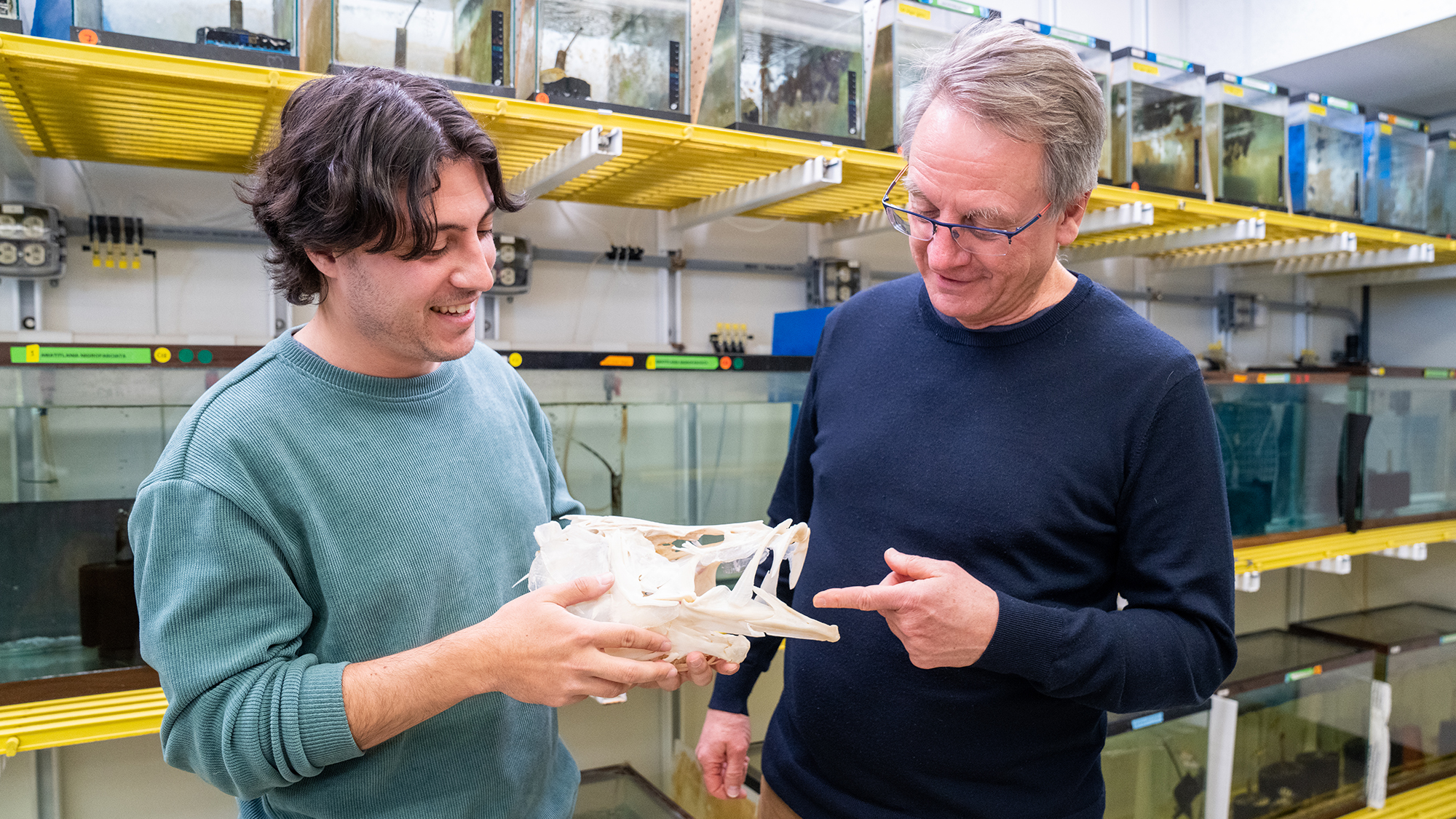 A researcher and a professor stand in a laboratory filled with fish tanks, examining and discussing a large fish skull specimen with interest.