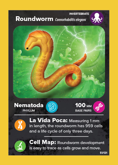 Roundworm card