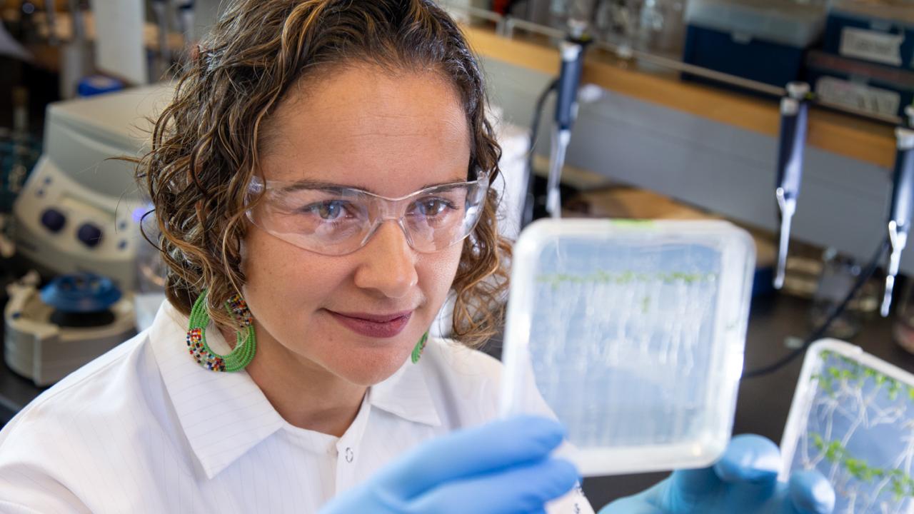 UC Davis plant biologist Siobhan Brady examines roots of tomato plants in her lab. Brady’s team and colleagues at the Cold Spring Harbor Laboratory have discovered the network of genes that allow plant roots to take up and process nitrogen. The information could help in breeding new crop varieties. David Slipher/UC Davis UC Davis plant biologist Siobhan Brady examines roots of tomato plants in her lab.