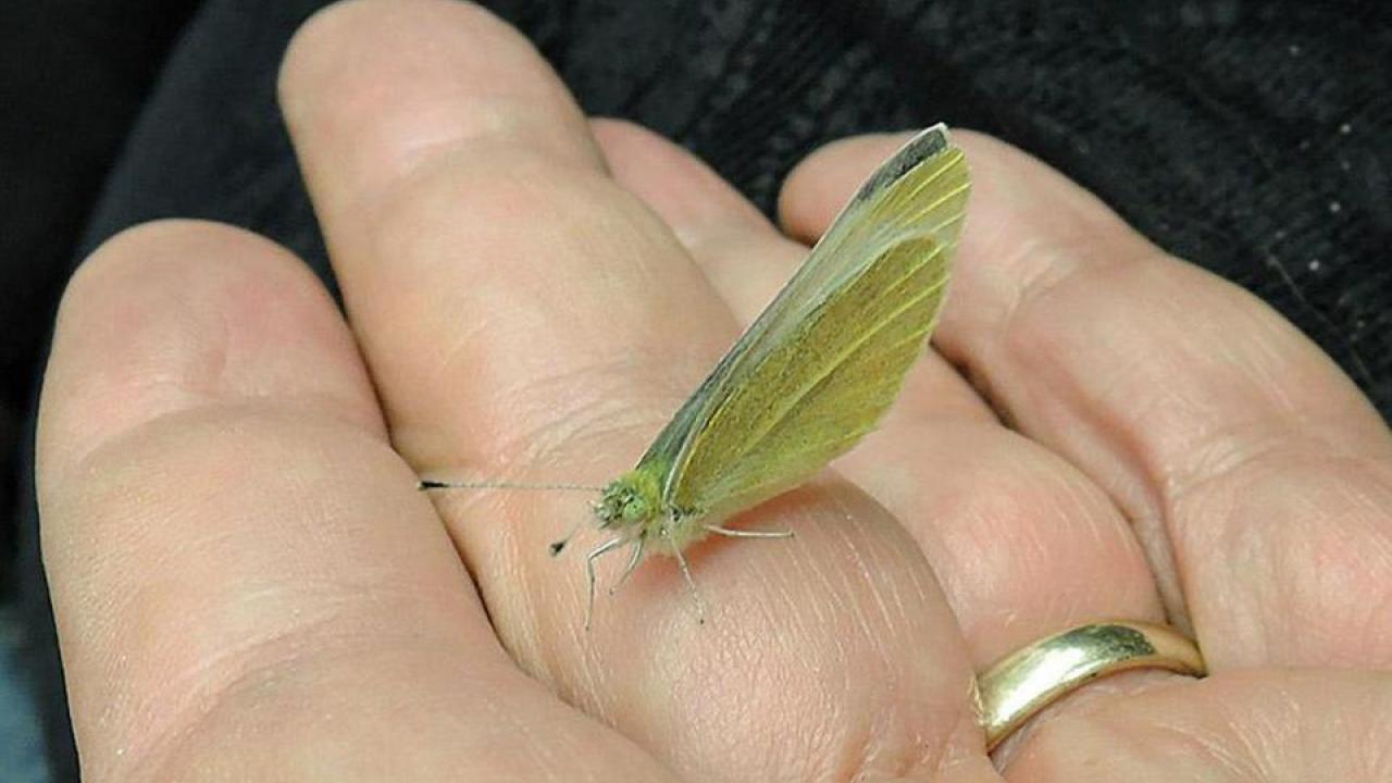 This is the kind of photo we WOULD be showing you today, if Professor Art Shapiro had netted the Pieris rapae he spotted at 11:16 a.m. in Putah Creek Nature Park. This photo shows his winning catch in 2017. (Kathy Keatley Garvey/UC Davis) Butterfly