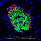 Mark Huising's lab has now identified a key part of the conversation going on between cells in the pancreas. A hormone called urocortin 3, they found, is released at the same time as insulin and acts to damp down insulin production.