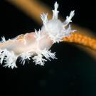 This Tritonia nudibranch found in the Red Sea may be chronically rare. This species is generally seen only once every few years. (Flickr/prilfish)