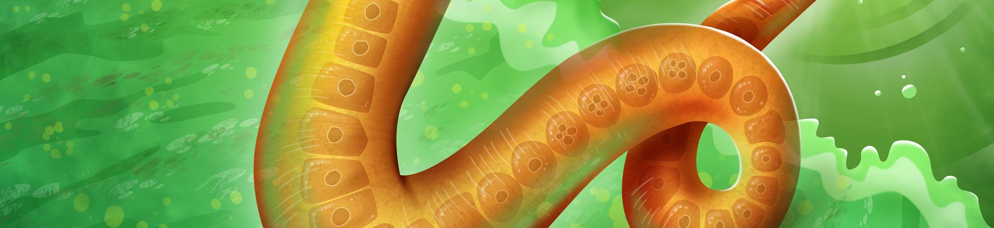 Roundworm illustration
